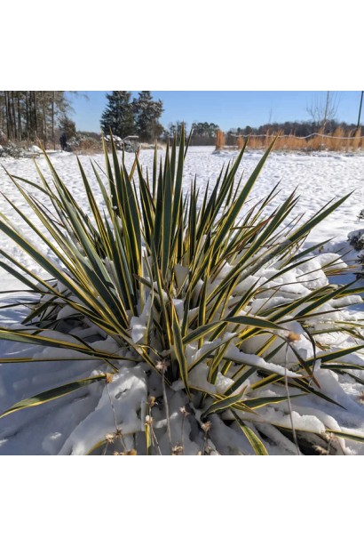 Юкка нитчата Брайт Едж 